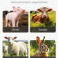 ⏰🔥 ¡50% DE DESCUENTO POR TIEMPO LIMITADO! 🐖✨ Disco Raspador para Quitar Pelo de Cerdo – Ahorra Esfuerzo y Tiempo 💪🌟