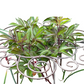 ⏰🔥 ¡50% DE DESCUENTO POR TIEMPO LIMITADO! 🌿 Soporte Resistente para Plantas y Flores – Mantén tus Plantas Firmes y Hermosas Todo el Año ✨💚